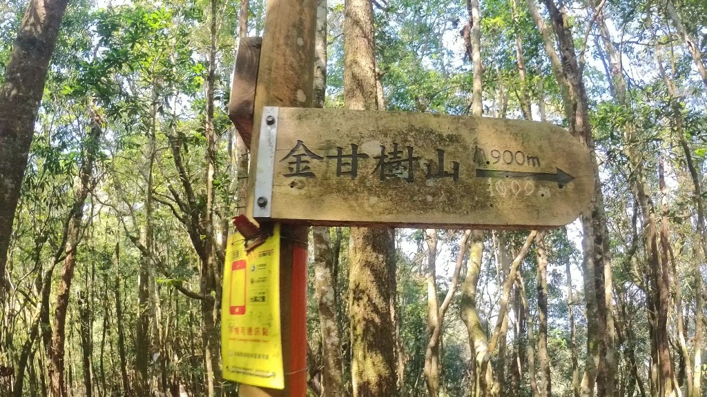 金柑樹山(53) (自訂).jpg
