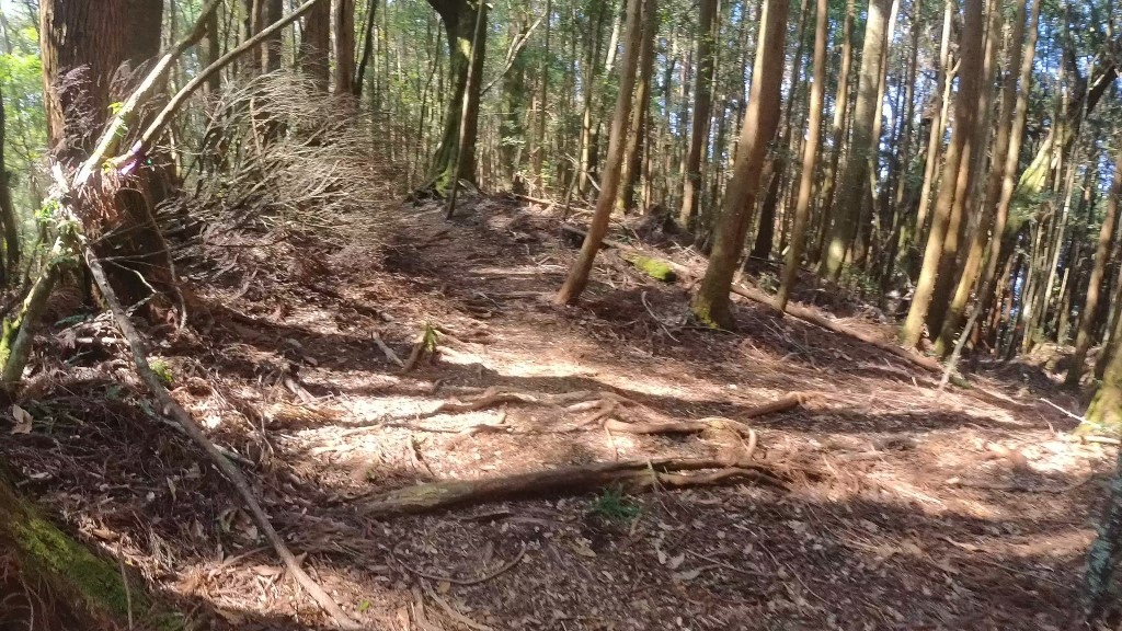 金柑樹山(63) (自訂).jpg 金柑樹山(63) (自訂).jpg