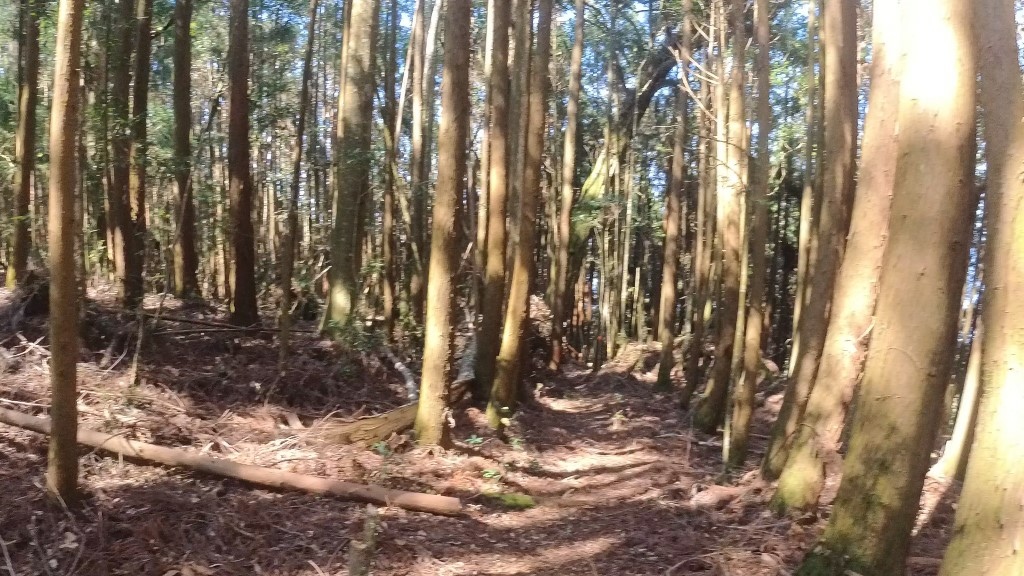 金柑樹山(66) (自訂).jpg 金柑樹山(66) (自訂).jpg