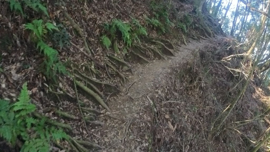 金柑樹山(69) (自訂).jpg 金柑樹山(69) (自訂).jpg