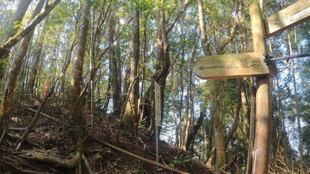 金柑樹山(2) (自訂).jpg 金柑樹山(2) (自訂).jpg