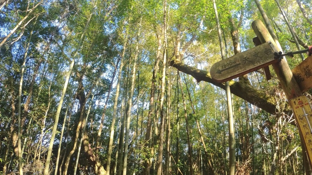 金柑樹山(3) (自訂) (1).jpg 金柑樹山(3) (自訂) (1).jpg