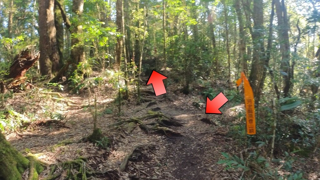 金柑樹山(11) (自訂).jpg 金柑樹山(11) (自訂).jpg