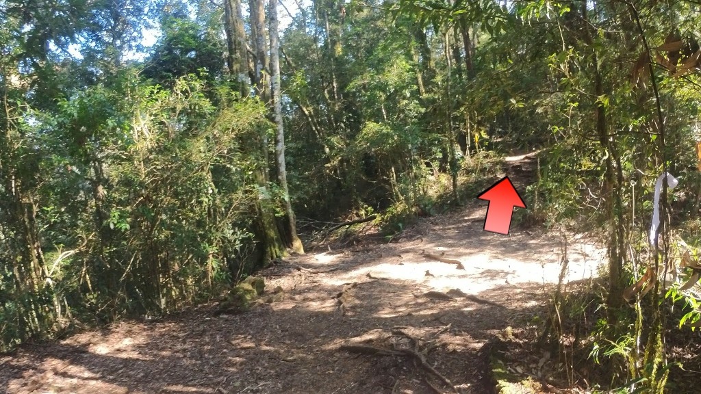 金柑樹山(17) (自訂).jpg 金柑樹山(17) (自訂).jpg