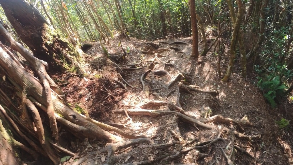 金柑樹山(20) (自訂).jpg 金柑樹山(20) (自訂).jpg