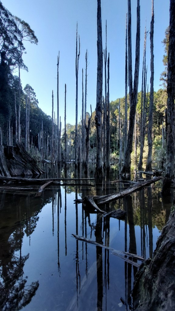 20250309_154726 (自訂).jpg 20250309_154726 (自訂).jpg