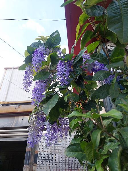 路邊植物系列|錫葉藤|藍花藤|美麗的藍色植物