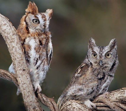 eastern_screech_owl_bothmorphs_sarahwolfe