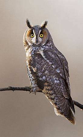 -long-eared-owl-mircea-costina-photography