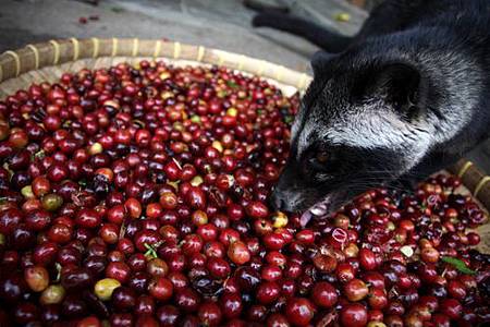 Luwak-Katze_in_Kepahiang