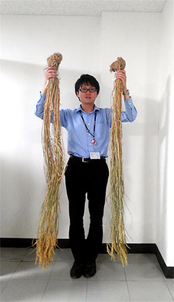 雄町米植株高度比例尺（男子身高為170cm）