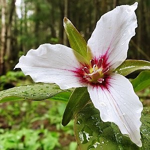 波葉延齡草