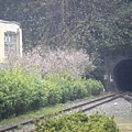 車埕隧道旁的櫻花