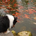 集集漂流木餐廳鯉魚池