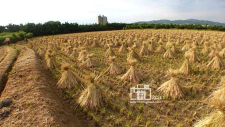 田野1-1.jpg