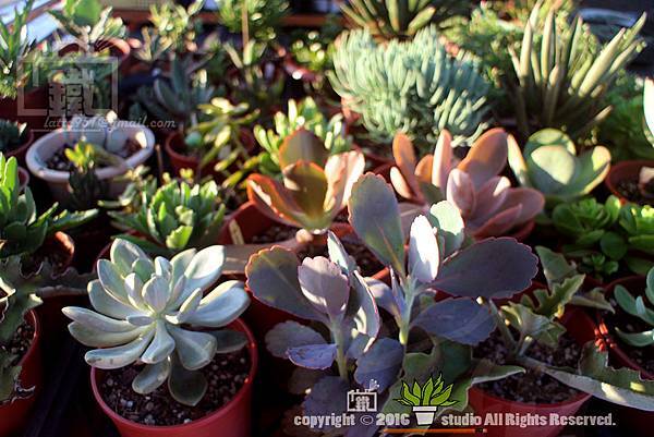 IMG_1818.jpg IMG_1818.jpg