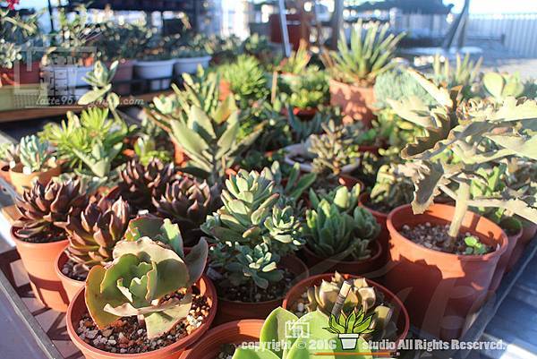 IMG_1830.jpg IMG_1830.jpg