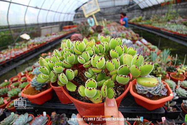 IMG_7699.jpg IMG_7699.jpg