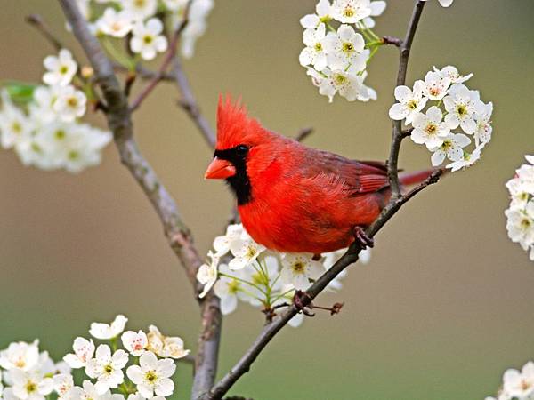 cardinal