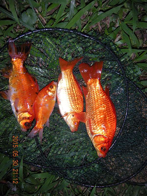 15 05 30南港公園鯽魚夜釣 喜愛釣魚嗎 哇系黃金獵犬 來去釣魚囉 痞客邦 15 05 30南港公園鯽魚夜釣 喜愛釣魚嗎 哇系黃金獵犬 來去釣魚囉 痞客邦