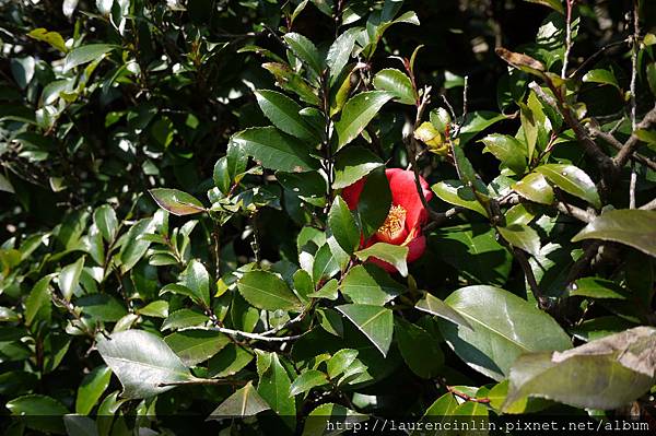 將離 眼花撩亂之終極庭園 桂離宮 下 含寺前名物中村軒麥代餅 雪花台湾 將離 眼花撩亂之終極庭園 桂離宮 下 含寺前名物中村軒麥代餅 雪花台湾