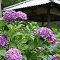 P1440579拷貝.jpg