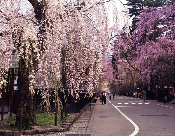 秋田-角館武家屋敷桜.JPG