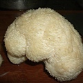 猴頭菇