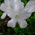 像淋過雨一樣