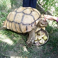 餵烏龜吃