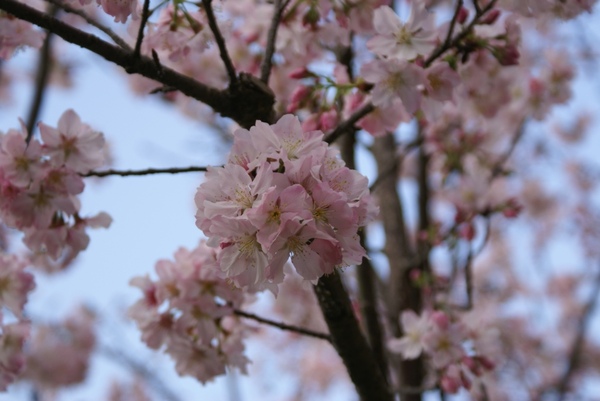 櫻花盛開