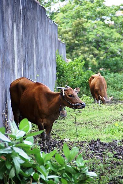 Bali_133.jpg