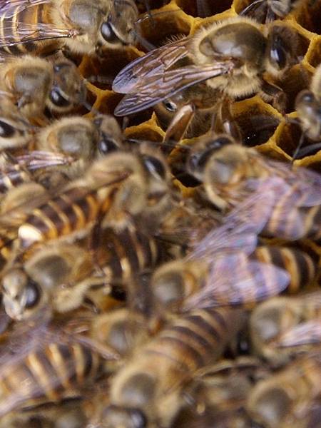 蜜蜂-蜂王產卵3.jpg