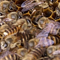 蜜蜂-蜂王產卵3.jpg
