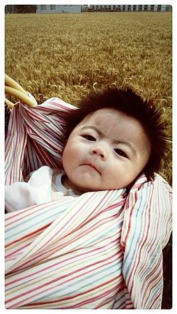 大雅小麥田.jpg 大雅小麥田.jpg