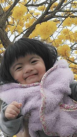 黃花風鈴木.jpg 黃花風鈴木.jpg