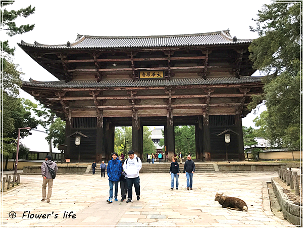 遊記 奈良 奈良 來看小鹿囉 奈良半日遊 2 奈良景點分享 興福寺 東大寺 奈良博物館 Flower S Life 懶花過生活
