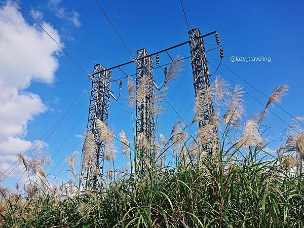 樹林三角埔發電所芒草_201205_0_0.jpg