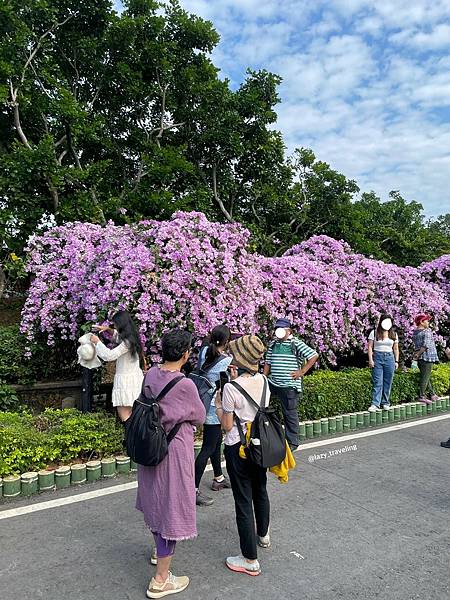 LINE_ALBUM_楓樹河濱公園蒜香藤步道_211124_1.jpg