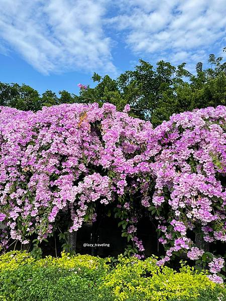 LINE_ALBUM_楓樹河濱公園蒜香藤步道_211124_7.jpg