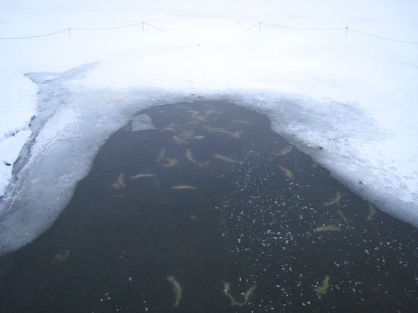 第1天：網走湖 魚都凍死了