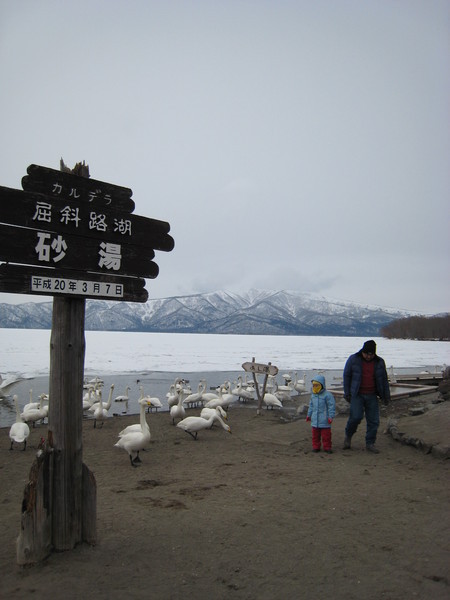 第2天：屈斜路湖 看天鵝