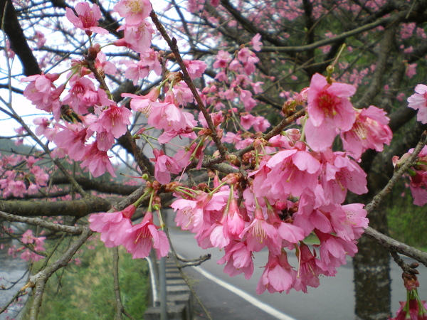 雙泰產業道路