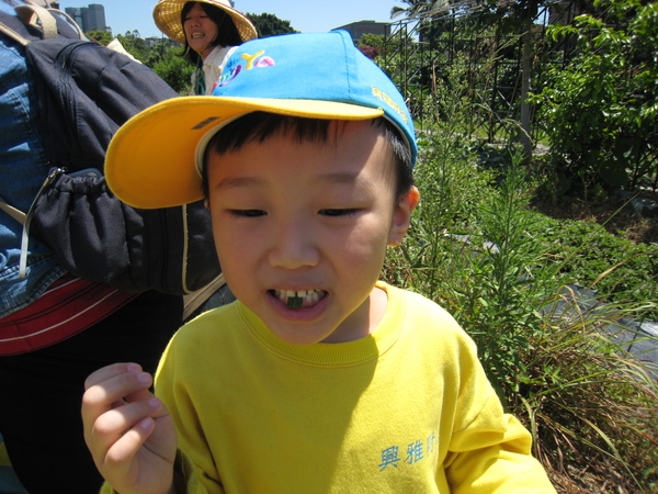 巧克力薄荷：味道跟青箭口香糖很像