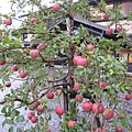 20091008 弘前城公園路邊就有蘋果樹