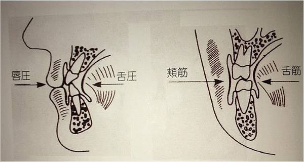 唇頰舌力量平衡位置.jpg