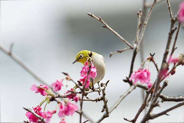 DSC_3551_DxO-SharpenAI-Motion
