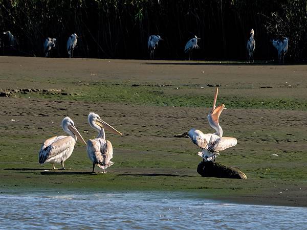 P1104141_Radiant-topaz-denoise