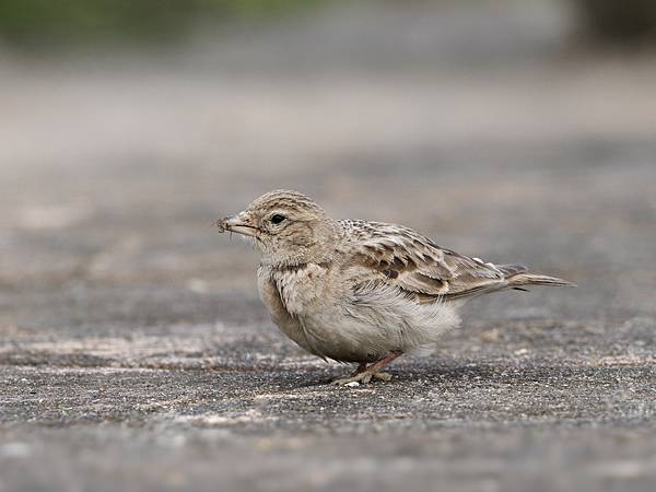 PC271384_DxO PC271384_DxO