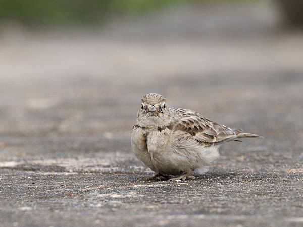 PC271392_DxO PC271392_DxO